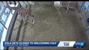 Blank Park Zoo Prepares For Second Giraffe Birth Of The Year