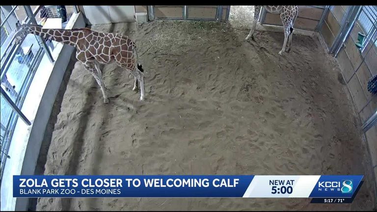 Blank Park Zoo Prepares For Second Giraffe Birth Of The Year