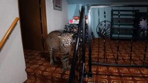 Bobcat Found Inside Kirkland Home After Nighttime Banging