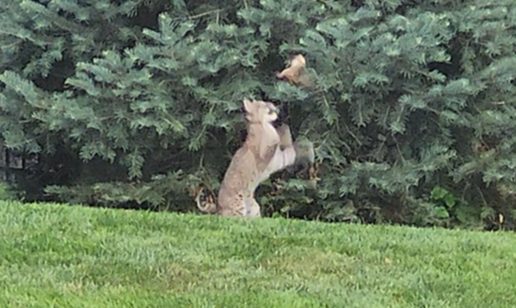 Bobcat Spotted Playing In A West Des Moines Backyard
