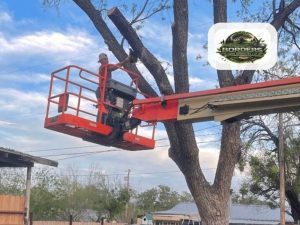 Borders Tree Services Offers Arborist Assessments For Sonora Property Owners