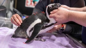 Boston Aquarium Uses Acupuncture To Help 29 Year Old Penguin