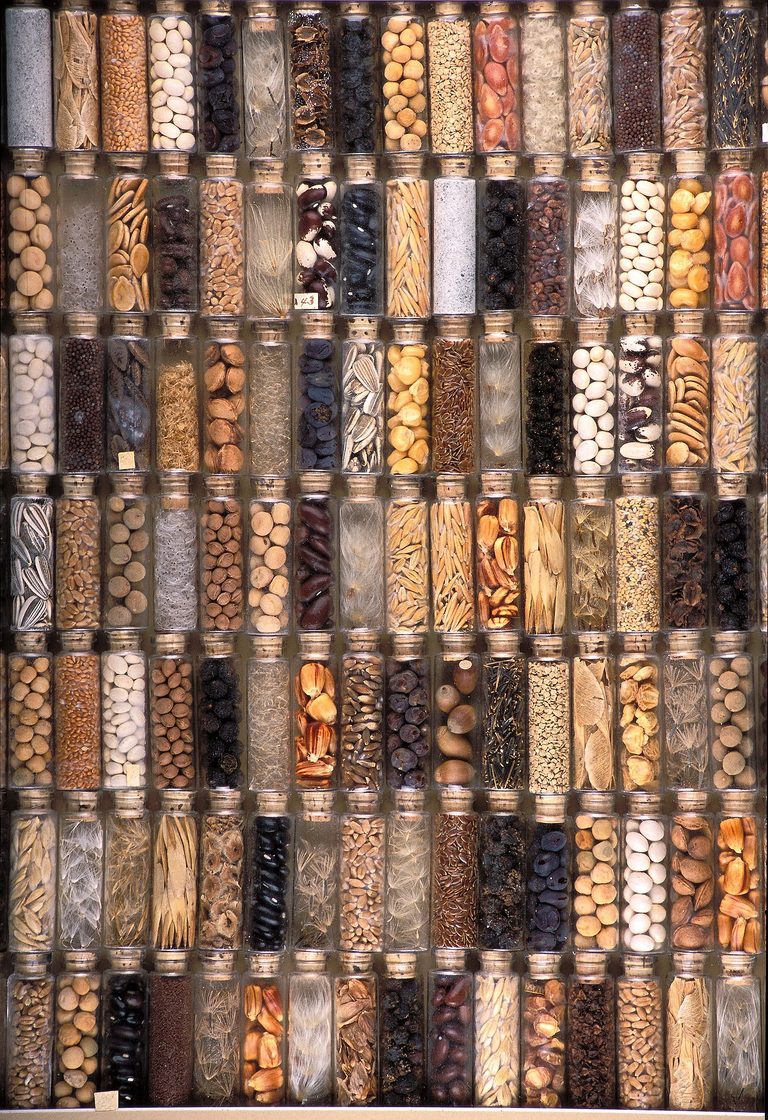 Bowie County Master Gardeners Offer Free Seed Saving Class Oct 12