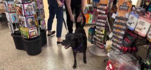 Boynton Beach Dog Rescued From Abuse Finds New Home At Blessed Paws Rescue