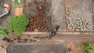Brazil Secures Uruguay S Extra Beef Export Quota For China Lula Announces