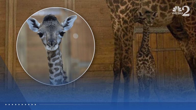 Brevard Zoo Welcomes First Masai Giraffe Calf Since 2020