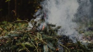 Bridger Teton National Forest To Conduct Prescribed Burns Near Fall Creek And Up