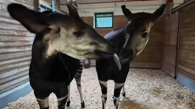 Bronx Zoo Showcases Daily Care And Conservation Work For Endangered Okapi