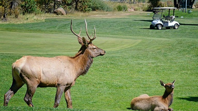 Bull Elk Smash Chases Trucks And Golf Carts In Estes Park