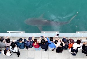 Busan Officials Mobilize To Free Giant Shark Trapped In North Port Canal
