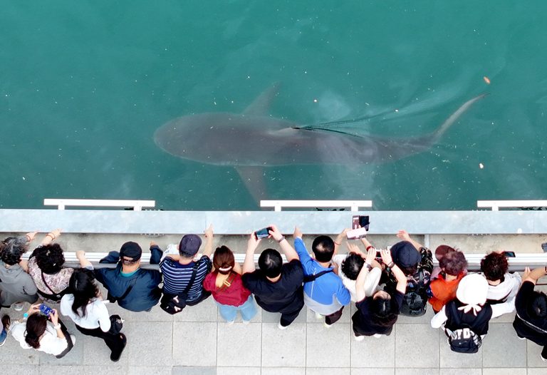 Busan Officials Mobilize To Free Giant Shark Trapped In North Port Canal