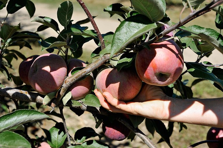 Butler S Orchard Warns Of Limited Pick Your Own Apples After April Freeze