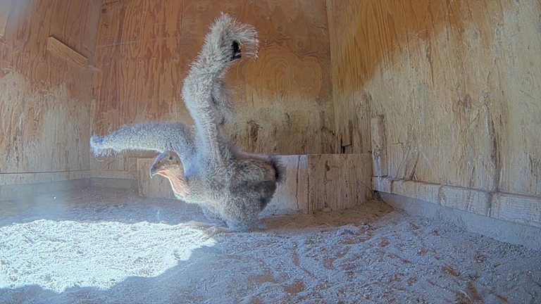 California Condor Chicks Spread Their Wings At Oregon Zoo S Jonsson Center