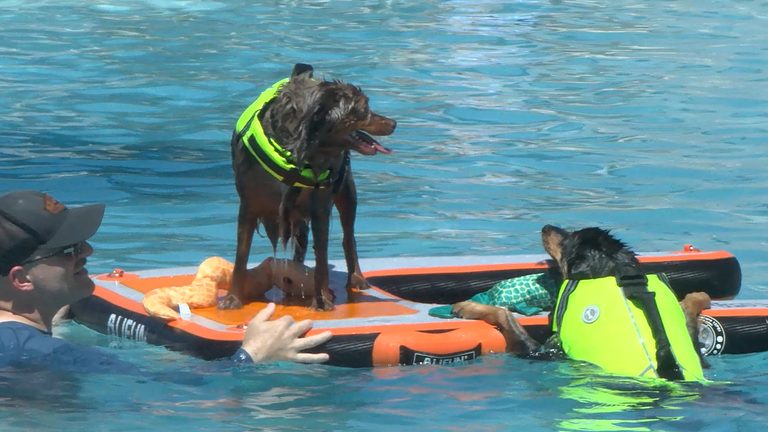 Canine Fiesta Lets Dogs Splash At Ascarate Park Pool In El Paso