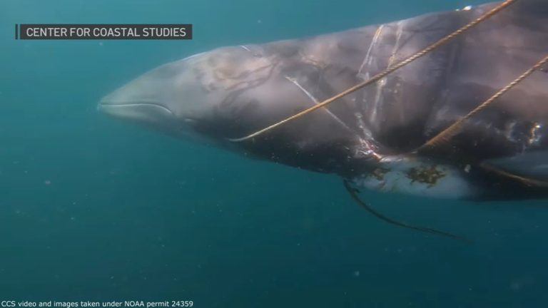 Cape Cod Rescue Team Frees Entangled Minke Whale After Two Day Search