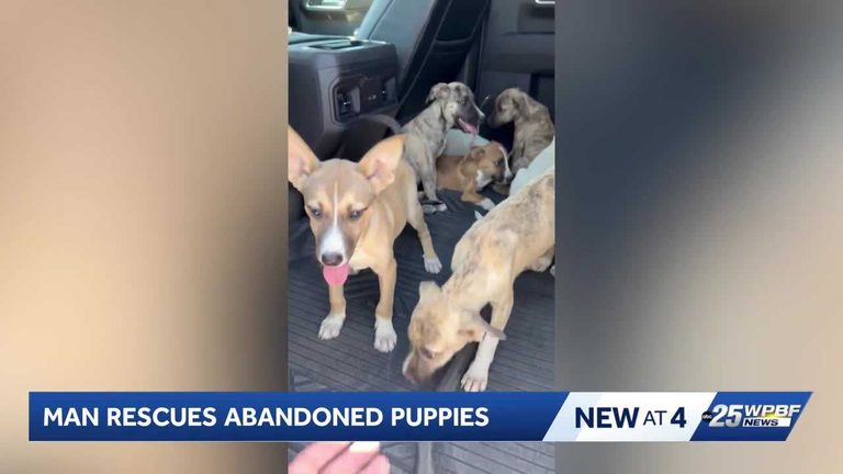 Cape Coral Resident Rescues Eight Abandoned Puppies And Finds Them Homes