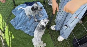 Carl Pooch Parade Brings Dog Adoption K9 Demo To Oxnard Beach Park