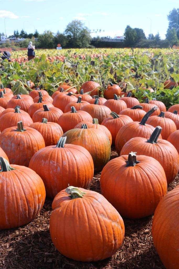 Carpinito Bros Opens Pumpkin Patch And Corn Maze In Kent For Fall Fun