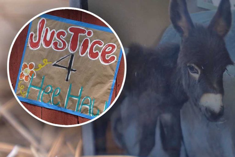 Cedartown Police Officer Fatally Shoots Family S Pet Donkey During Child Search