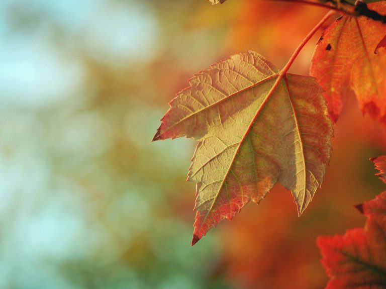Celebrating Autumn Soup Apples Restful Nights And Outdoor Walks