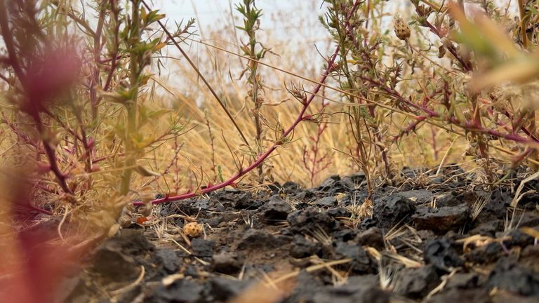 Central Oregon Farmers Brace For Fall Harvest Amid Drought Challenges