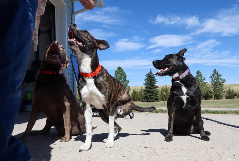 Cheyenne Family Seeks Community Help For Surgery On Beloved Three Legged Dog