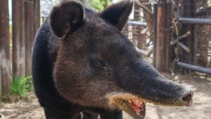 Cheyenne Mountain Zoo Mourns Loss Of Beloved Mountain Tapir Mochi