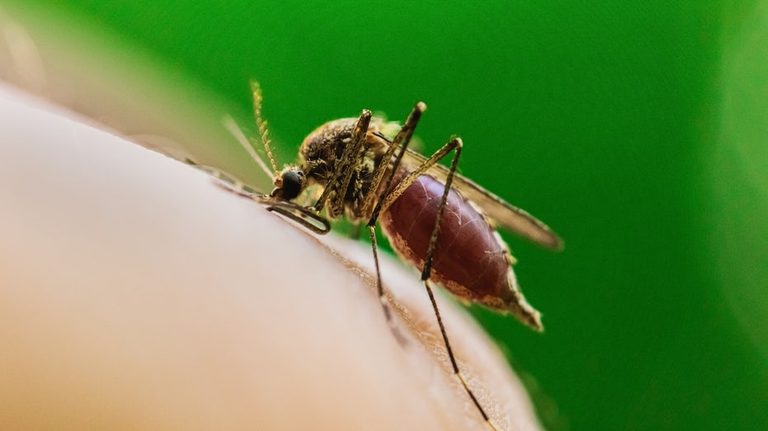 Chicago Reports First West Nile Virus Death This Year As Health Officials Ramp U