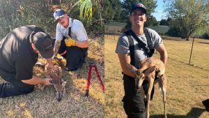 Choctaw Firefighters Rescue Trapped Deer Showcasing Community Service