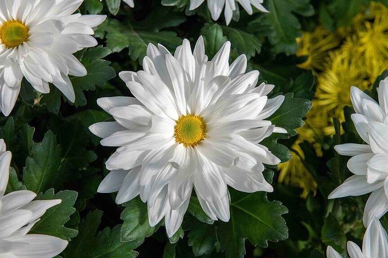 Choosing The Right Chrysanthemums For A Vibrant Texas Fall Garden
