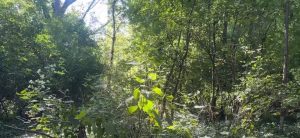 Cincinnati Parks Foundation Gifts Record 1 8 Million To French Park