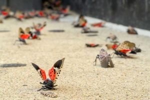 Cincinnati Residents Urged To Squash Spotted Lanternflies And Remove Egg Masses