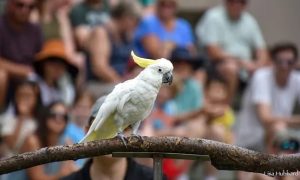 Cincinnati Zoo Bids Farewell To Reggie Beloved Cockatoo After 45 Years