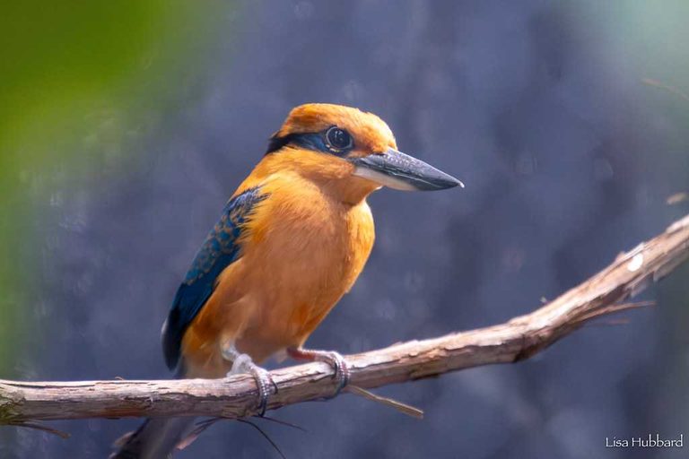 Cincinnati Zoo Sends Endangered Sihek Chick To Disney S Animal Kingdom For Futur