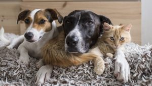 Clear The Shelters 2026 Campaign Helps Over 135 000 Pets Find Homes Nationwide