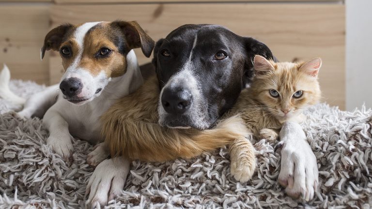 Clear The Shelters 2026 Campaign Helps Over 135 000 Pets Find Homes Nationwide