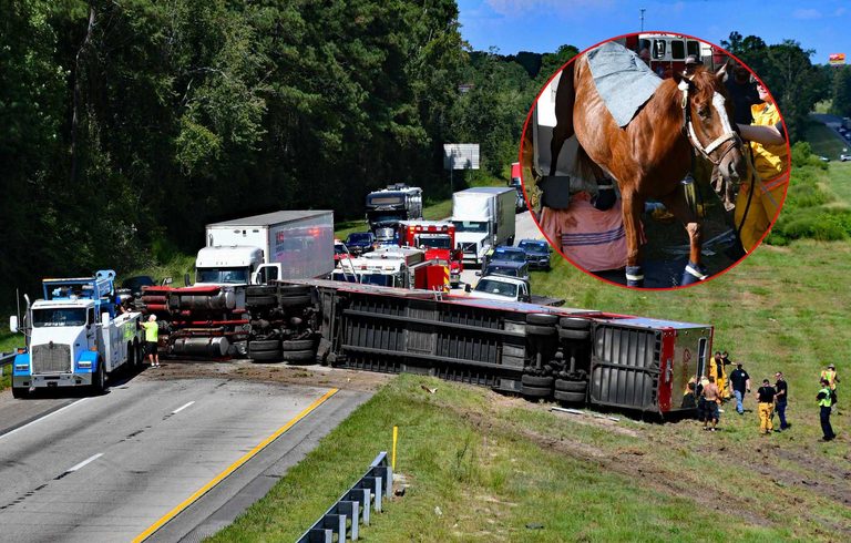 Colleton County Rescuers Free Injured Racehorse After I 95 Semi Truck Overturns