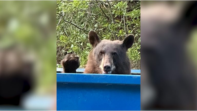 Colorado Bear Encounters Surge Cpw Urges Residents To Stay Safe