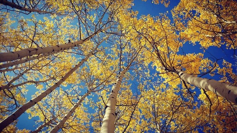 Colorado Officials Urge Safe Travel As Early Leaf Peeping Season Begins