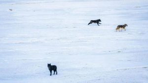 Colorado Parks And Wildlife Kills Two Wolves After Livestock Depredations In Pit