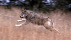 Colorado Parks And Wildlife Pauses Gray Wolf Lethal Removal Directive