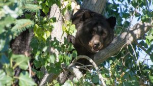Colorado Parks And Wildlife Reports 135 Jump In Bear Human Incidents This Year