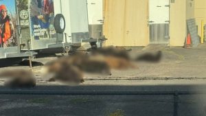 Colorado Parks Wildlife Uses Bear And Mountain Lion Hides For Officer Training I