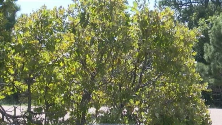 Colorado Springs Garden Cleanup Preparing Lawns And Beds For Late Summer