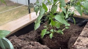 Colorado Springs Gardeners Can Plant Mums Now For Fall Color