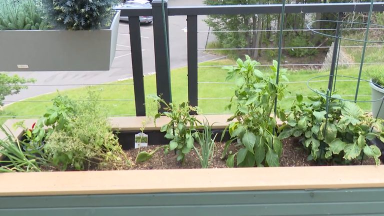 Colorado Springs Gardeners Cope With Drought Hit Growing Season