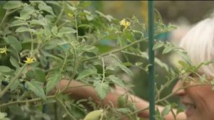 Colorado Springs Gardeners Stress Homegrown Food For Family Safety