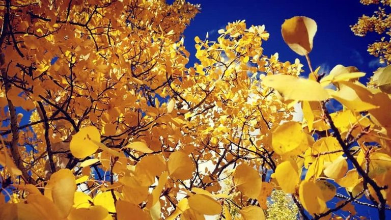 Colorado Springs May See Muted Fall Colors As Heat And Drought Linger