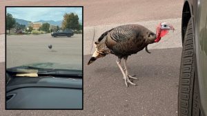 Colorado Springs Turkey Chases Driver In Target Parking Lot