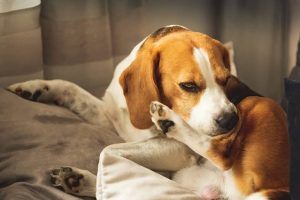 Common Dog Food Allergies And How To Keep Your Pet Safe